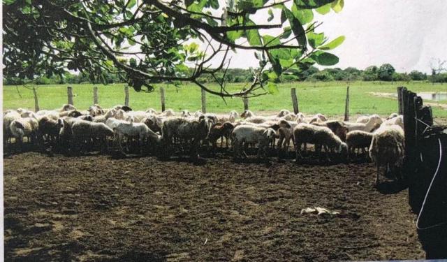 FAZENDA A VENDA NO PANTANAL MS (Pecuária) - Foto 4