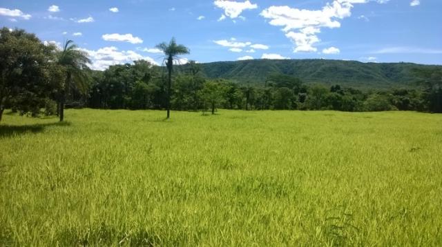 Fazenda em FORMOSA - GO, p/ Pecuária - Foto 19
