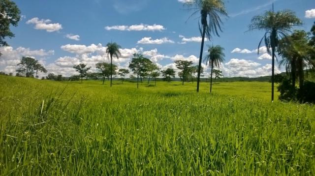Fazenda em FORMOSA - GO, p/ Pecuária - Foto 16