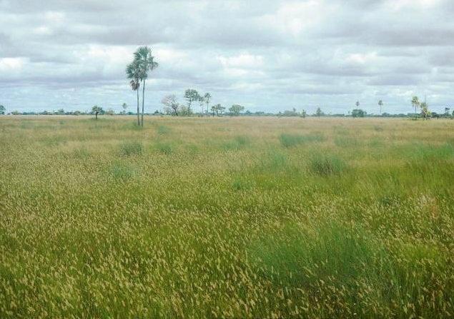 Fazenda em POCONÉ - MT, Pastagens p/ 30.000 cabeças - Foto 5
