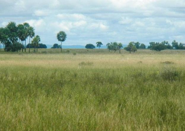 Fazenda em POCONÉ - MT, Pastagens p/ 30.000 cabeças - Foto 3
