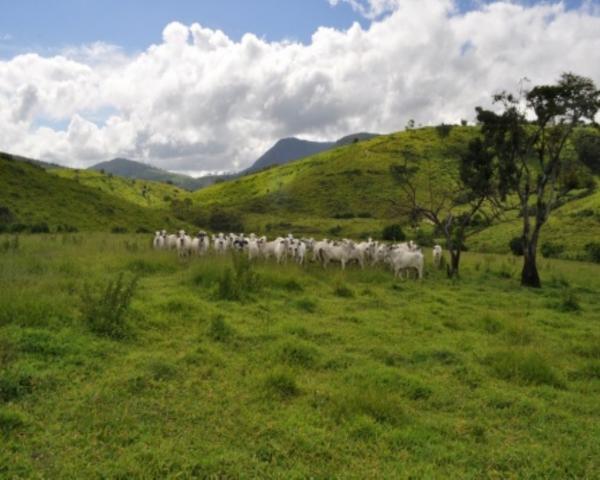 FAZENDA A VENDA EM MINAS GERAIS TEÓFILO OTONI PECUÁRIA CRIA RECRIA ENGORDA CONFINAMENTO (4 - Foto 10