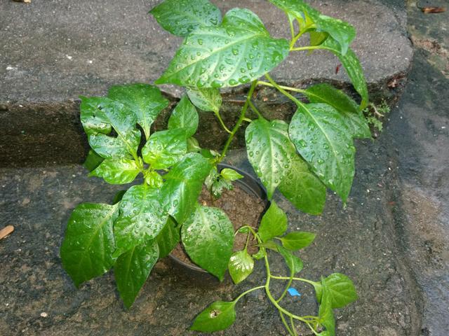 Plantas - Foto 3