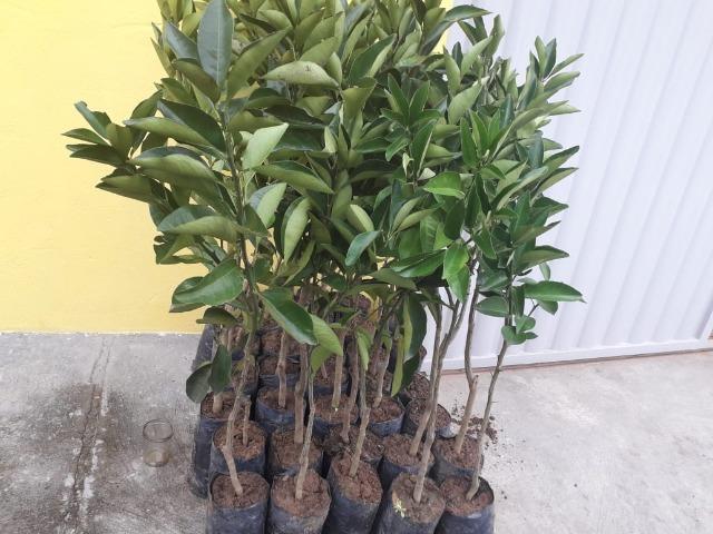 Enxerto de Laranja - Foto 2