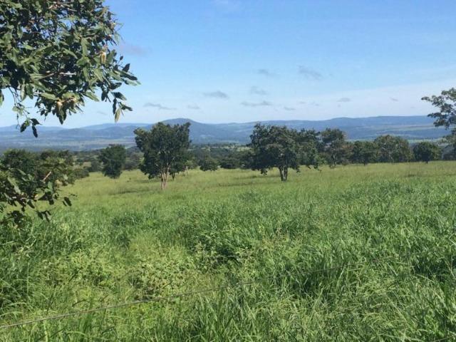 100 Alq. Planta 20 Vermelha Formada Montada Represa na Porta Iporá GO - Foto 14