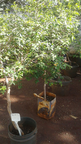 Frutíferas com Frutos-limão taiti, rosa, galego, pokan, jabuticaba-Coco anão Produzindo - Foto 2