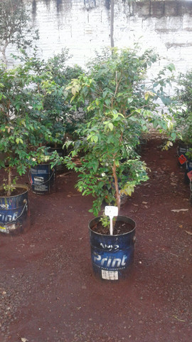 Frutíferas com Frutos-limão taiti, rosa, galego, pokan, jabuticaba-Coco anão Produzindo