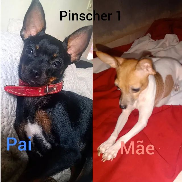 Filhote de Pinscher Macho pra sair rápido  - Foto 4