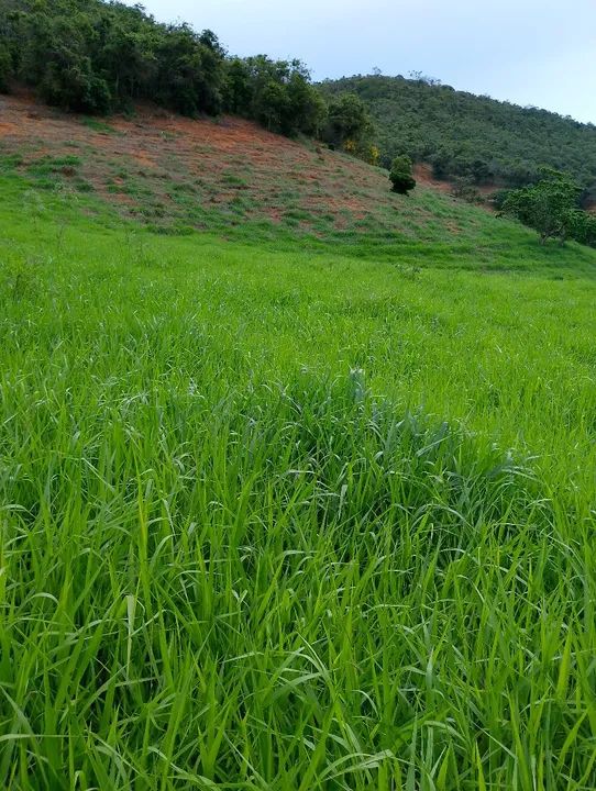 Fazenda a venda  - Foto 8