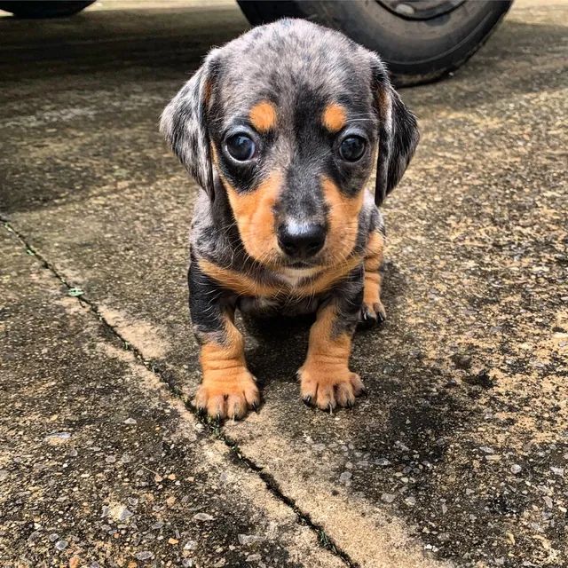 Daschund olx sales