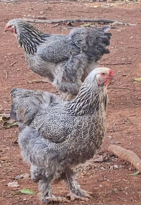 Pintinhos e frangos Brahma Dark - Foto 2