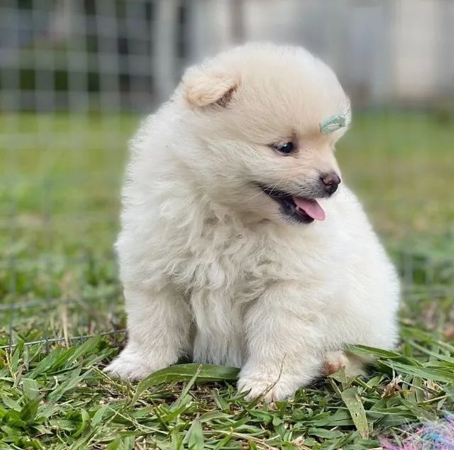 Japanese spitz hot sale olx