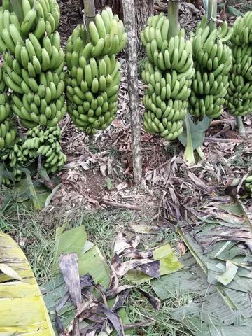 Fazenda 80 alqueires...Miracatu-SP com bananal