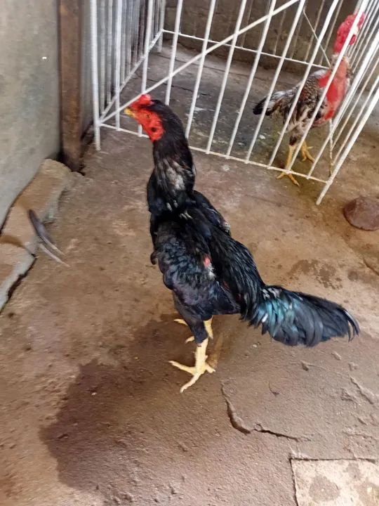 Galinha brahma - Foto 3