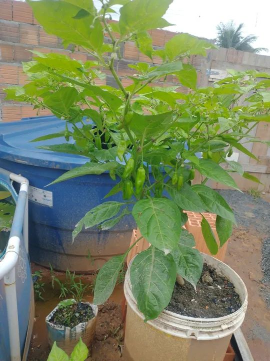 Mudas de Pimenta do norte  - Foto 4