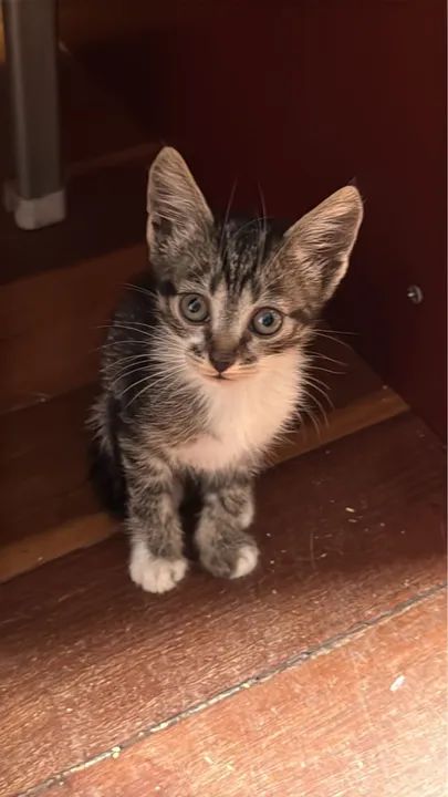 Gatinhos filhotes disponíveis para adoção