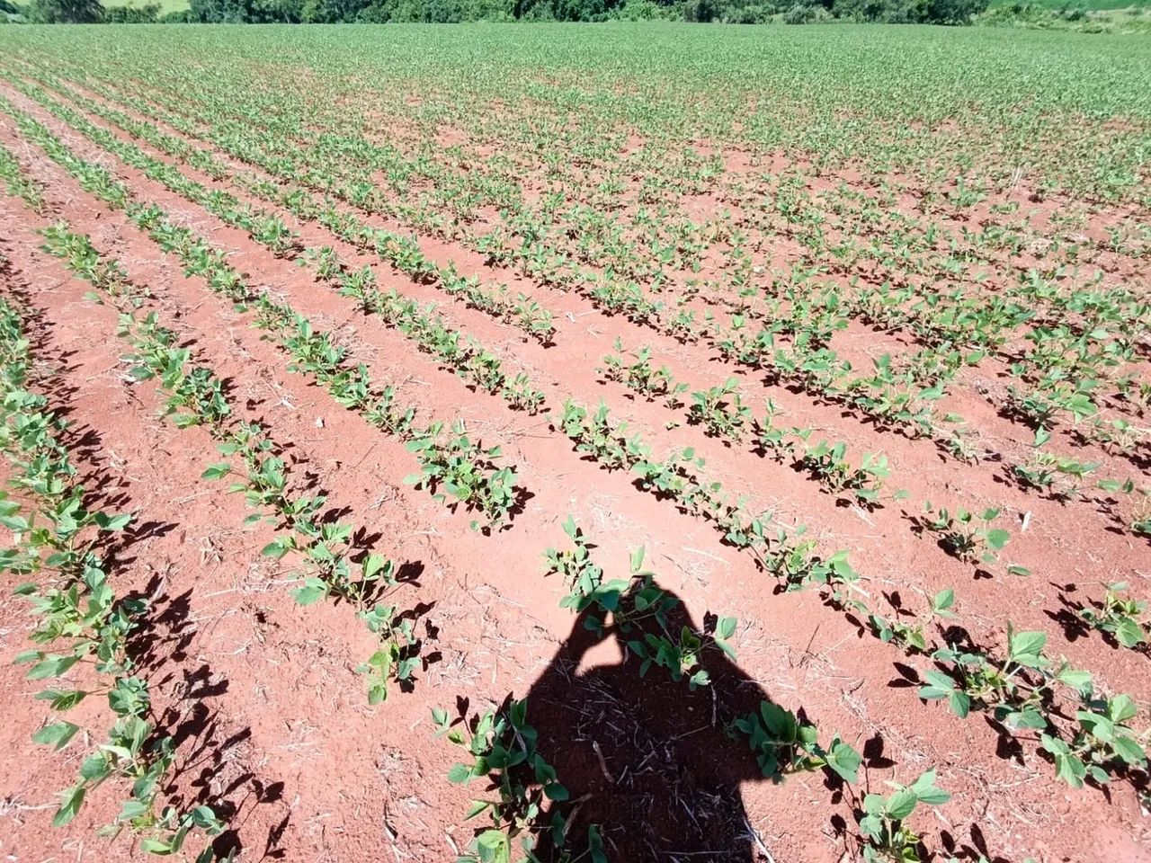 Fazenda com área para plantio