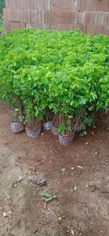 Mudas de cerca viva Sansão do campo - Foto 2