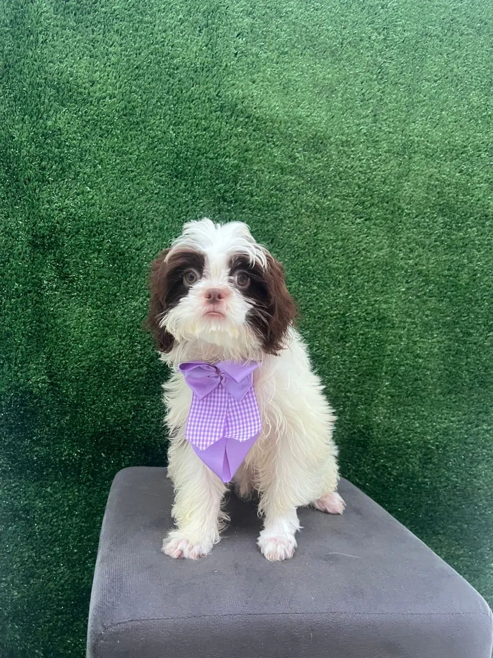 Filhotes Shih Tzu machos - Foto 6