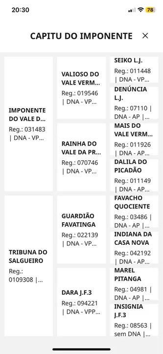 Égua mangalarga marchador registrada  - Foto 3