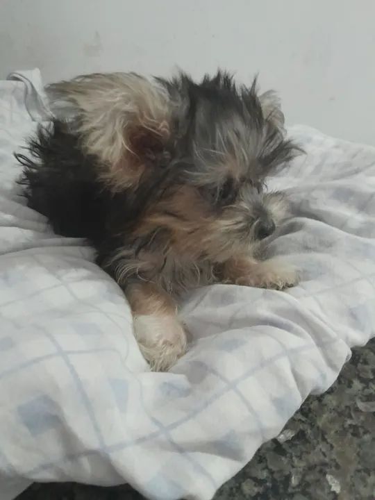 Mini Shorkie - Cachorros - Tenente Jardim, São Gonçalo 1381560651 | OLX