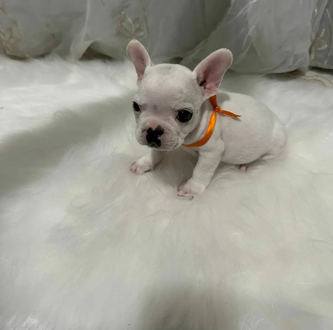 Filhote de Bulldog Francês Mini q