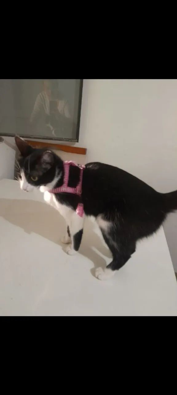 Gata doação  - Foto 3