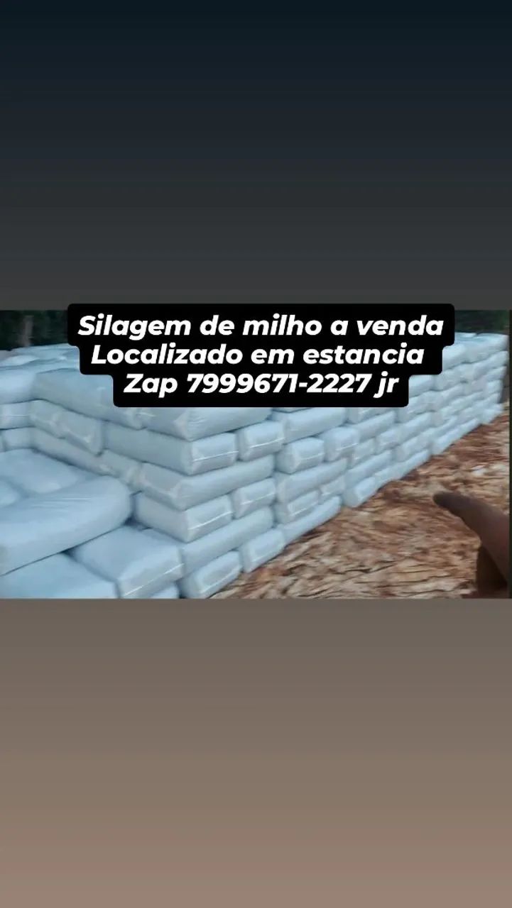 GARANTA SEU SILO DE MILHO PRO VERAO 