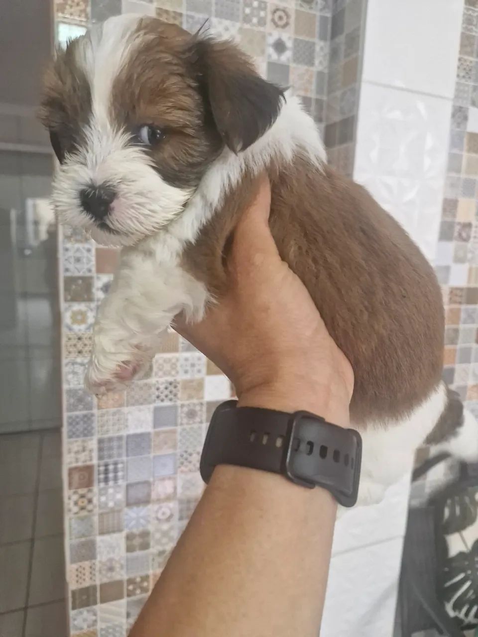 Filhote de Shih Tzu adorável para adoção - Foto 4