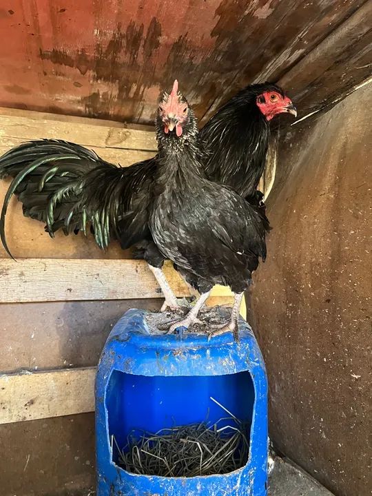 Bankiva ovos galados - Foto 6