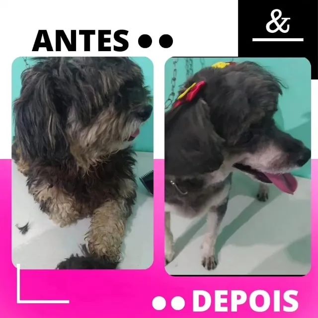 Tosa e banho em domicílio - Foto 2