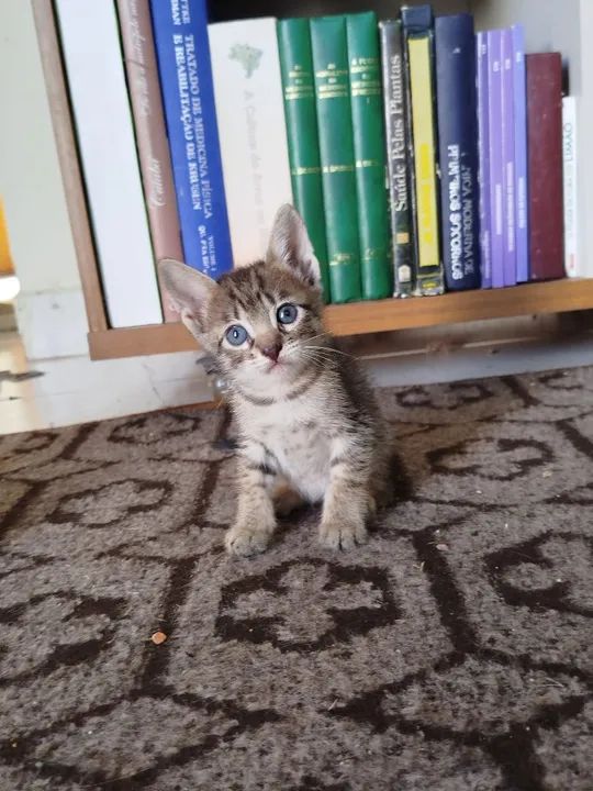 Doando gatinho lindo filhote macho - Foto 3