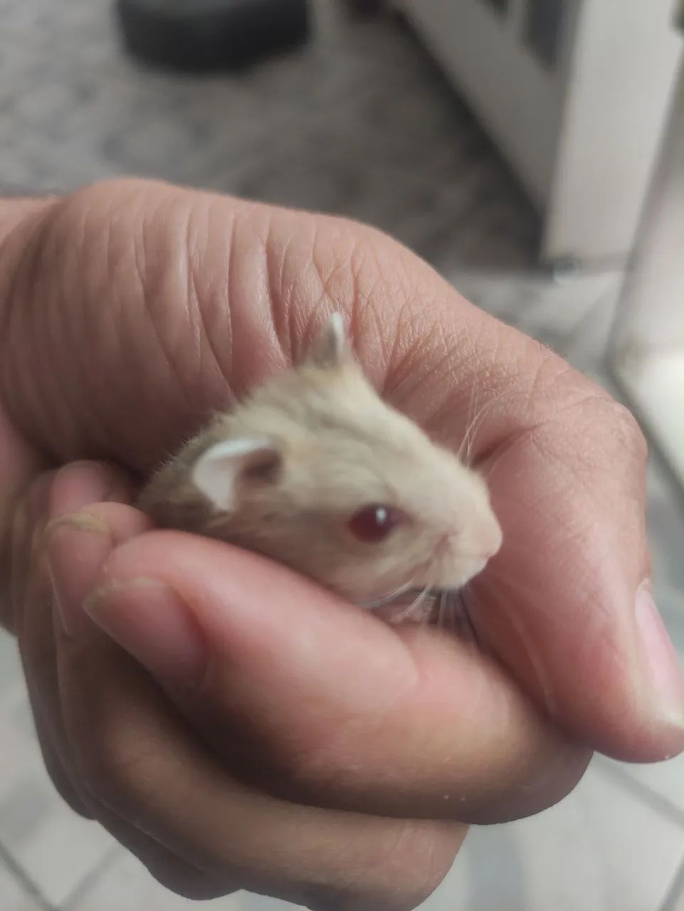 Hamister anão russo 64169288030337121