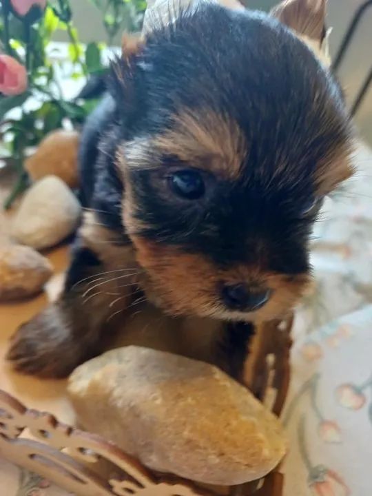 Filhote de Yorkshire | Yorkshire a pronta entrega | Hero Dog?s 