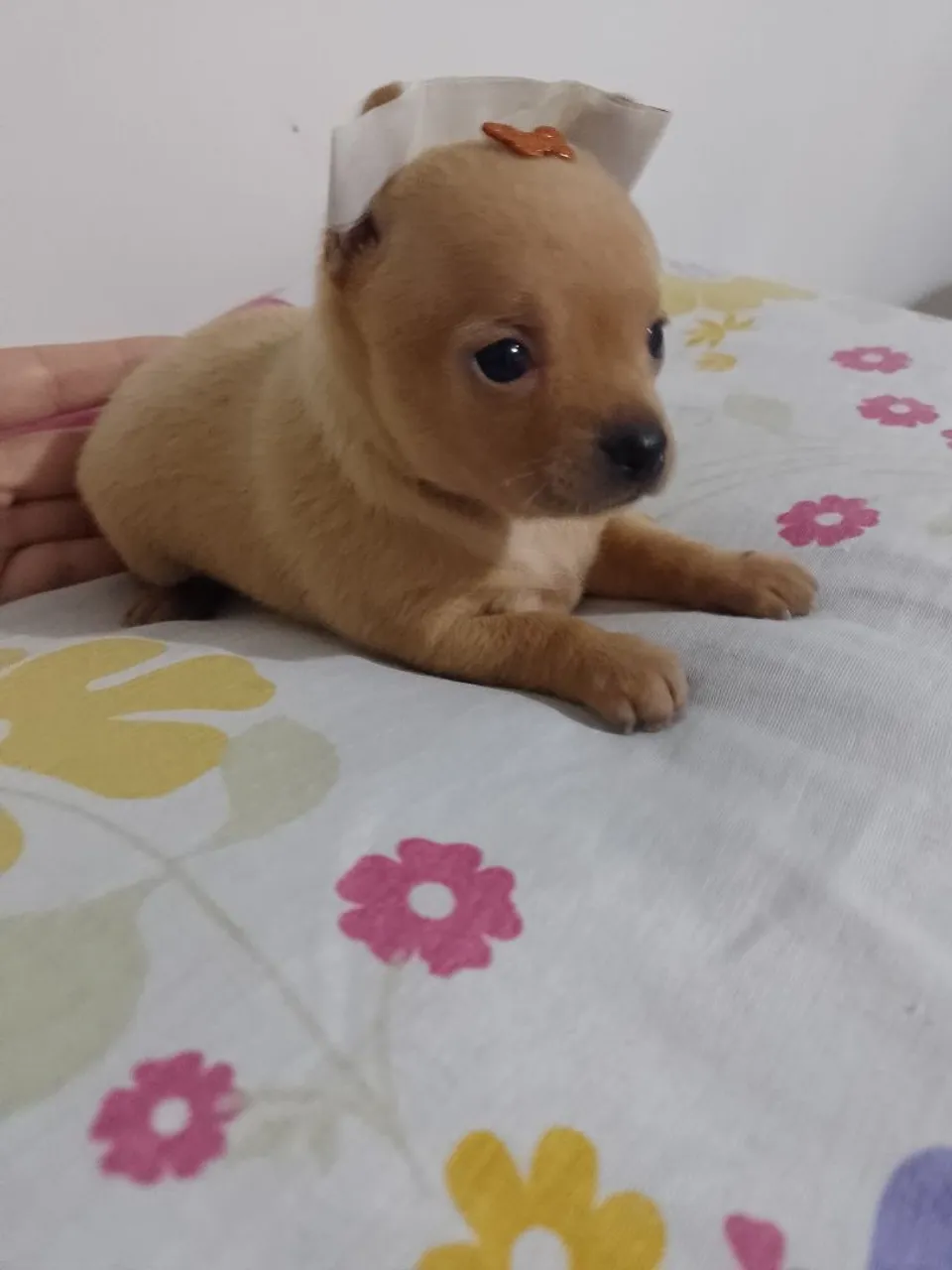 Pinscher fêmea