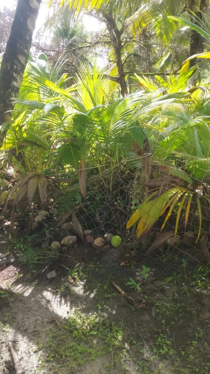 Mudas de Coco frescos da roça direto para você!
