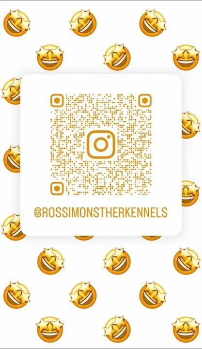  filhotes de Pitbull - Foto 5