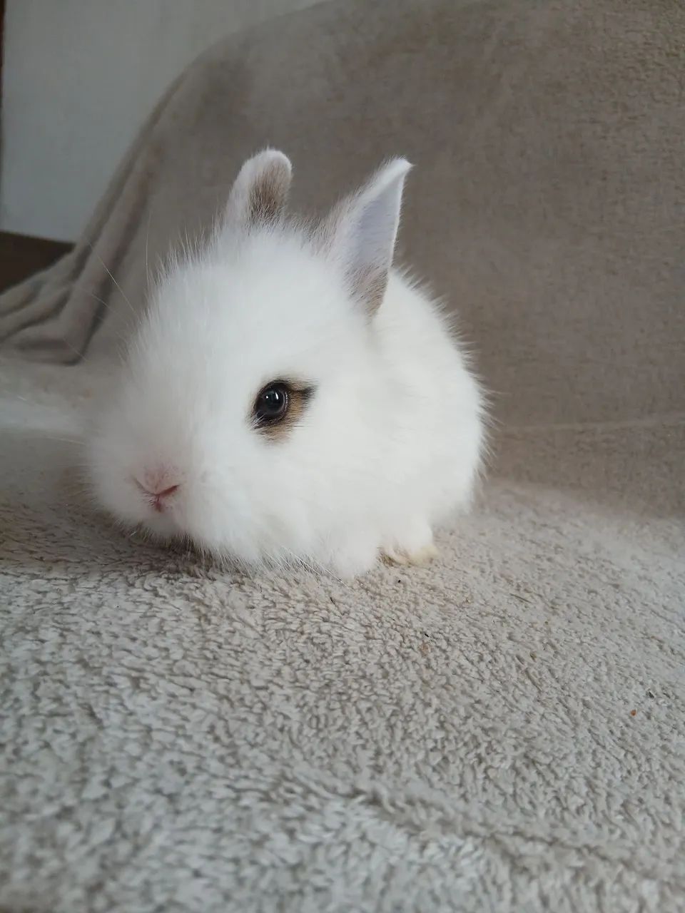 Mini coelhinhos lion 64706227072897124