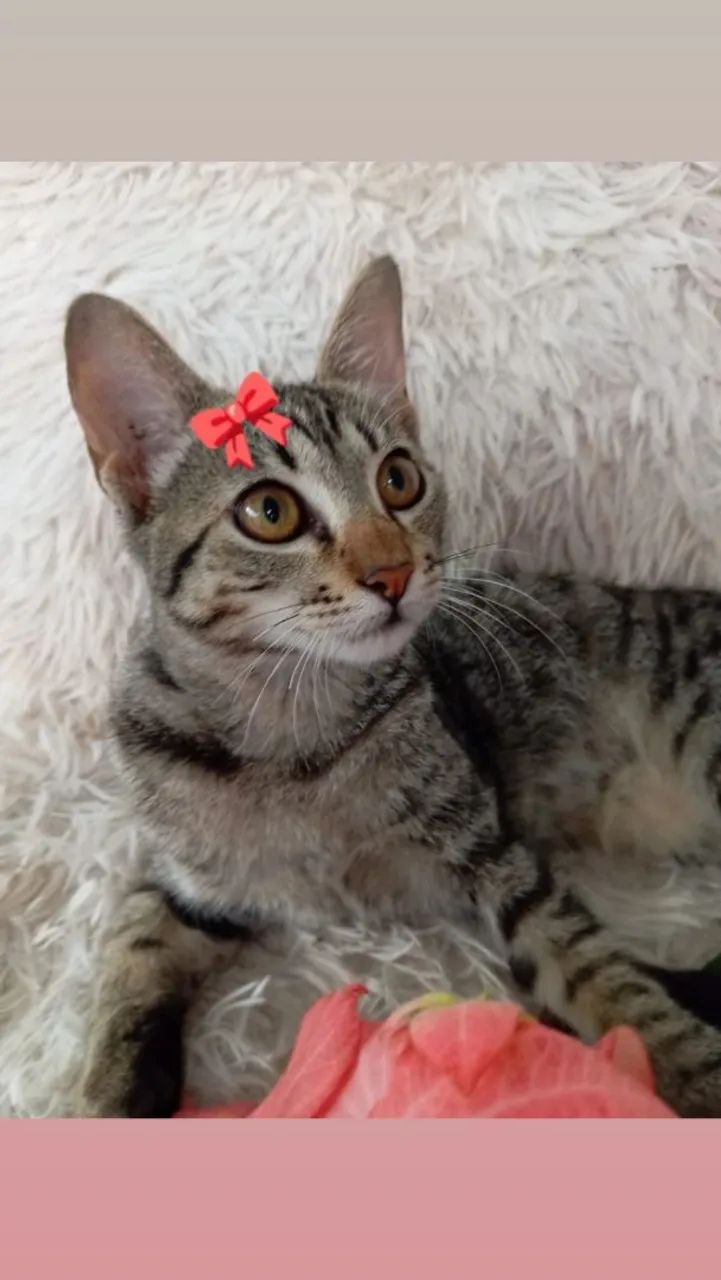 Adoção de Gatinha Tigrada  - Foto 2