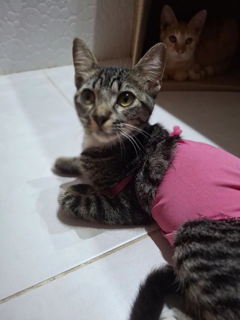 Gatinha fofa para adoção - Foto 4