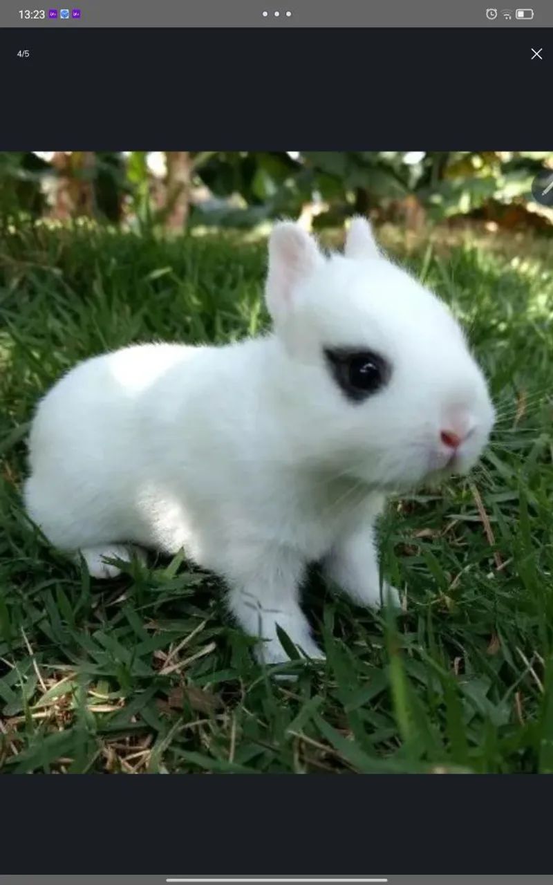 Mini Coelhinhos R$100