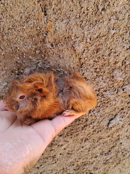 Porquinho da india filhote(macho) - Foto 2