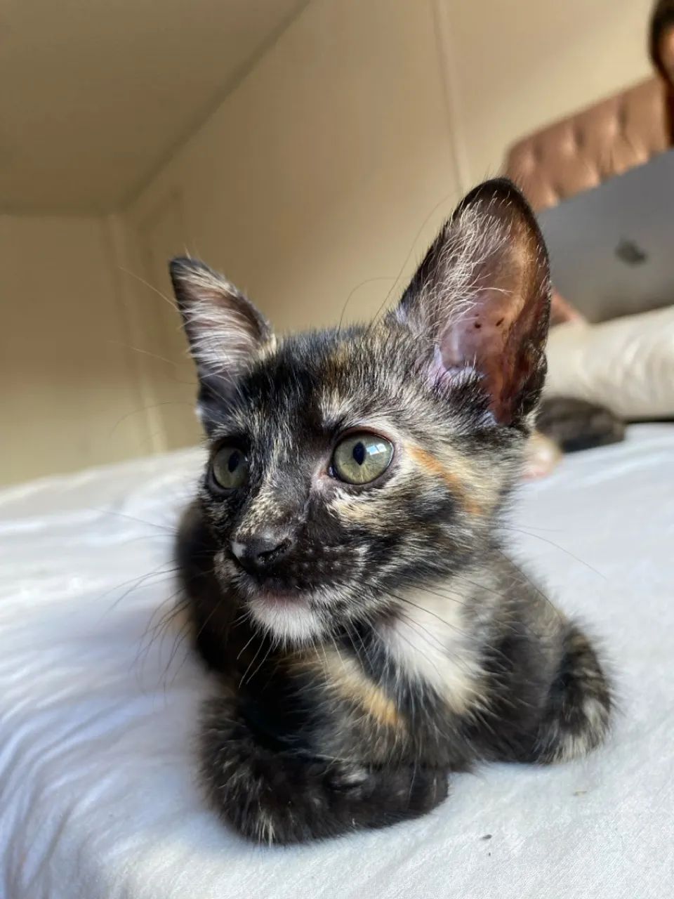Doação de gatinhas