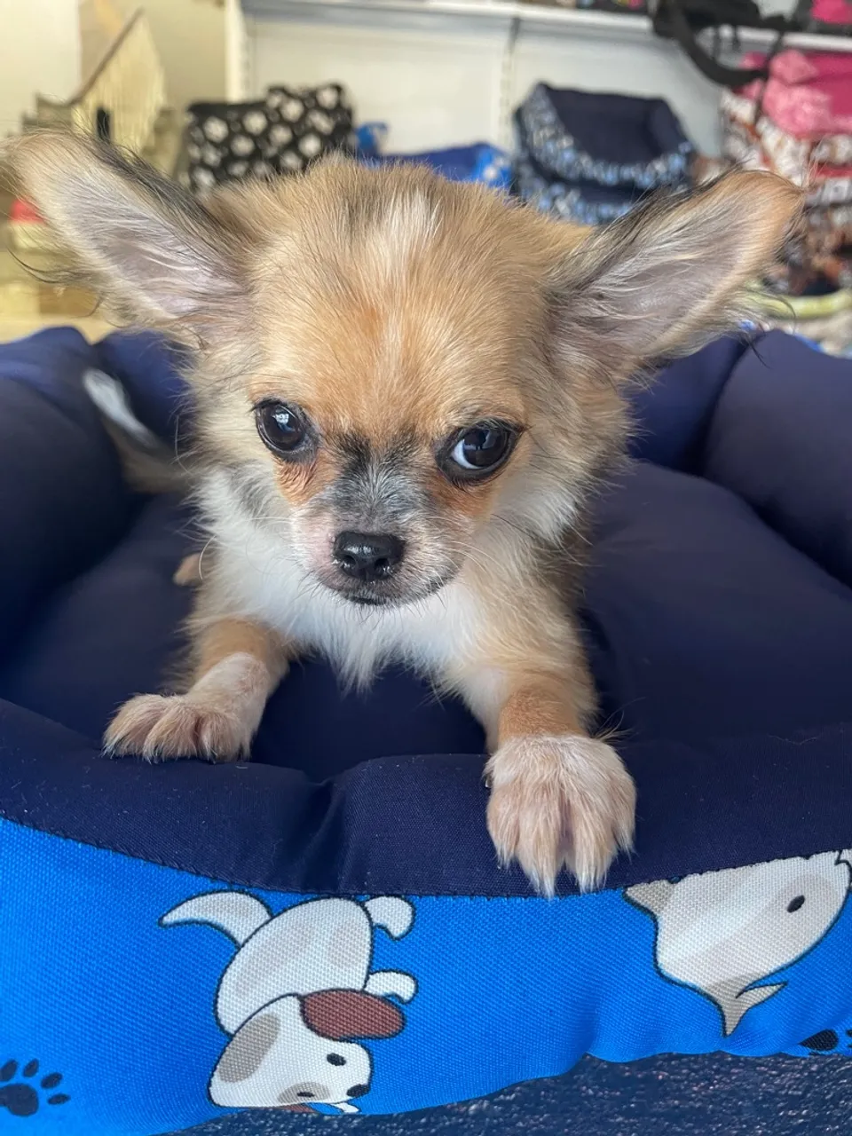 Chihuahua macho pelo longo $2.900,00