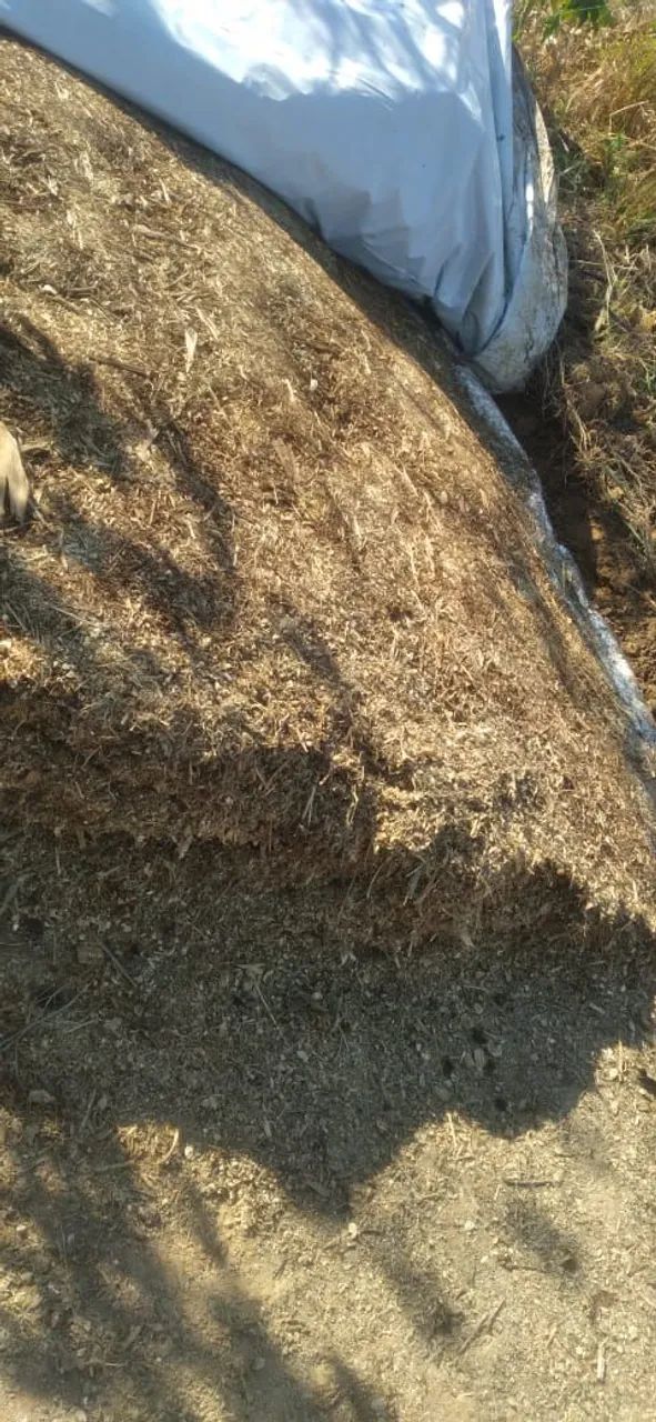 Silo de Milho Inteiro. - Foto 4