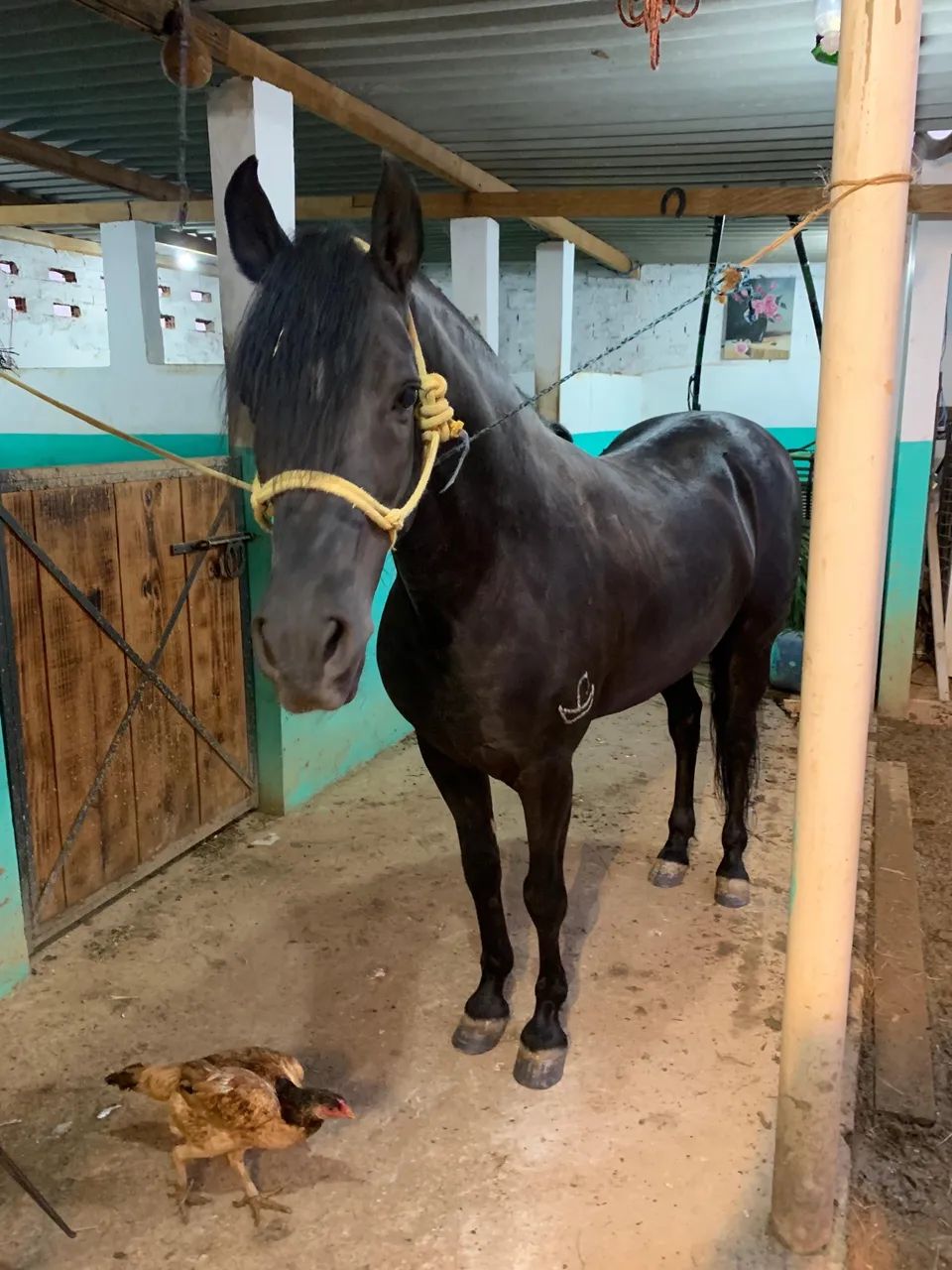 Garanhão, registrado e chipado - Foto 4