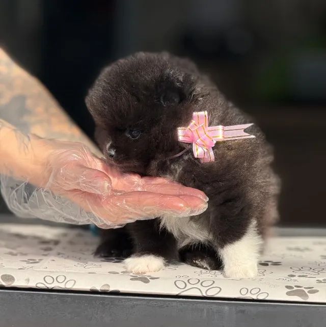 Spitz alemão anão- Mini Ursinho com Garantia e Vacina Importada!
