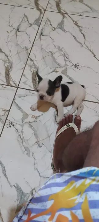 Buldog de procedência  - Foto 3