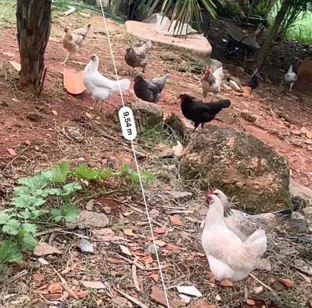 Ovos 100% galados coloridos GLC puro. - Foto 2