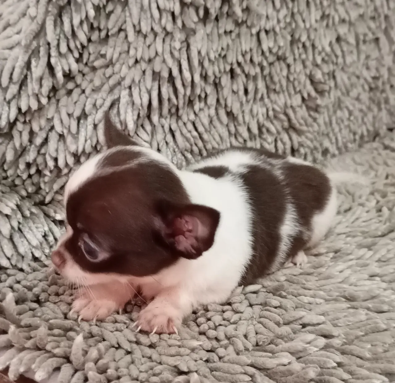Chihuahua chocolate bicolor Macho